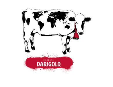 A logo design with a black and white cow wearing a red bell against a white background and a spray painted Darigold logo in a red box with white text