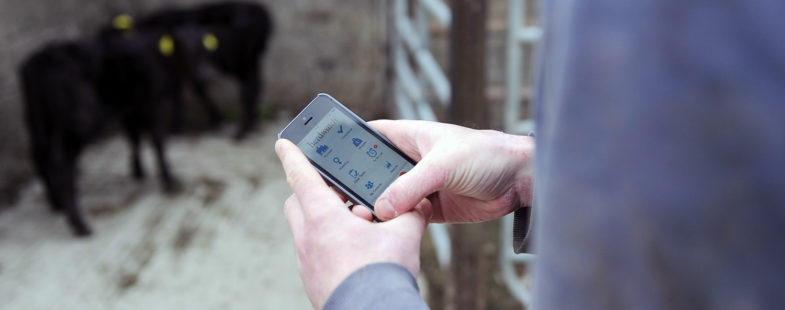 Person looking at a phone with cows in the background