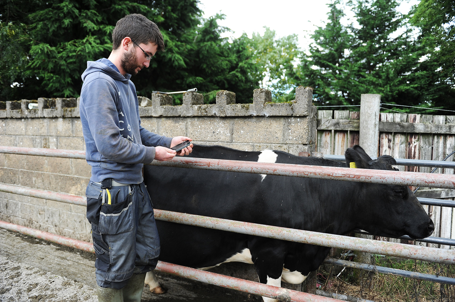 A man in overalls next to a cow