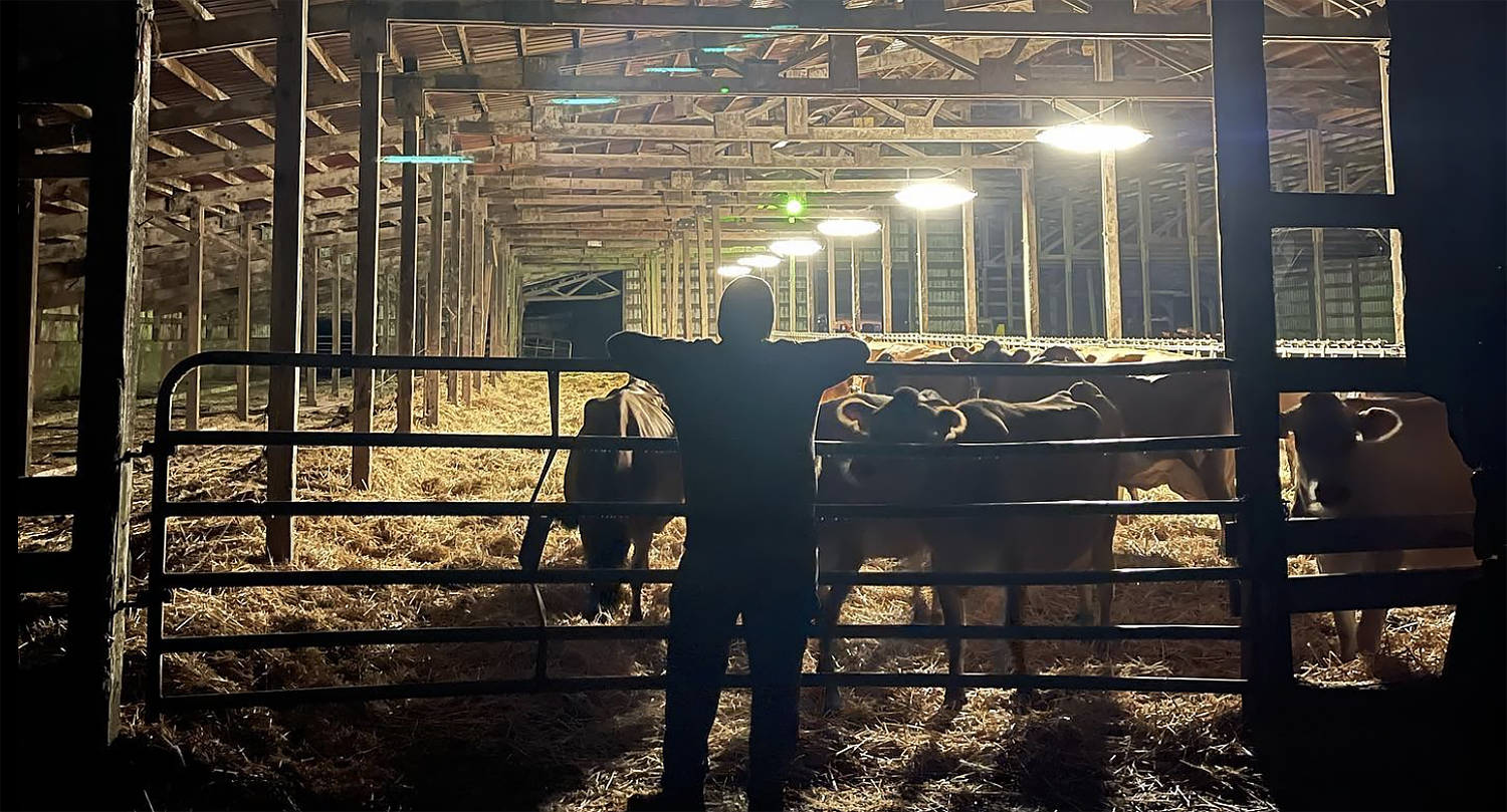 Man with his back to the camera checks in on his dairy cows in the dark