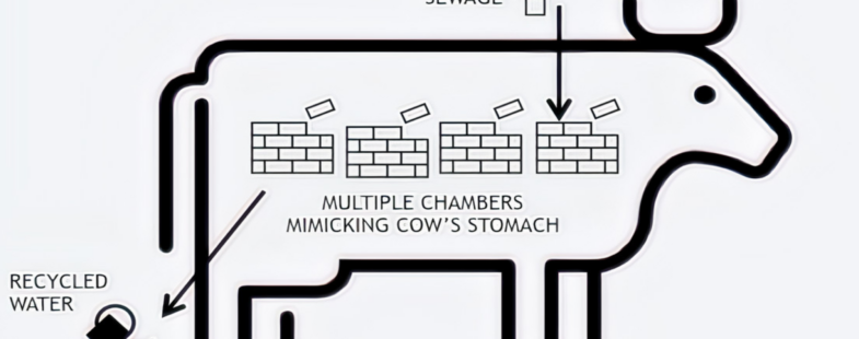 A graphic of a cow's stomach