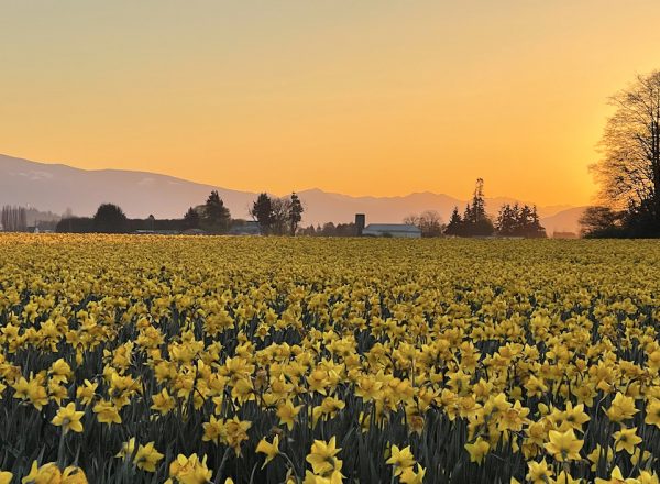 Sunrise image of a field full of daffodils