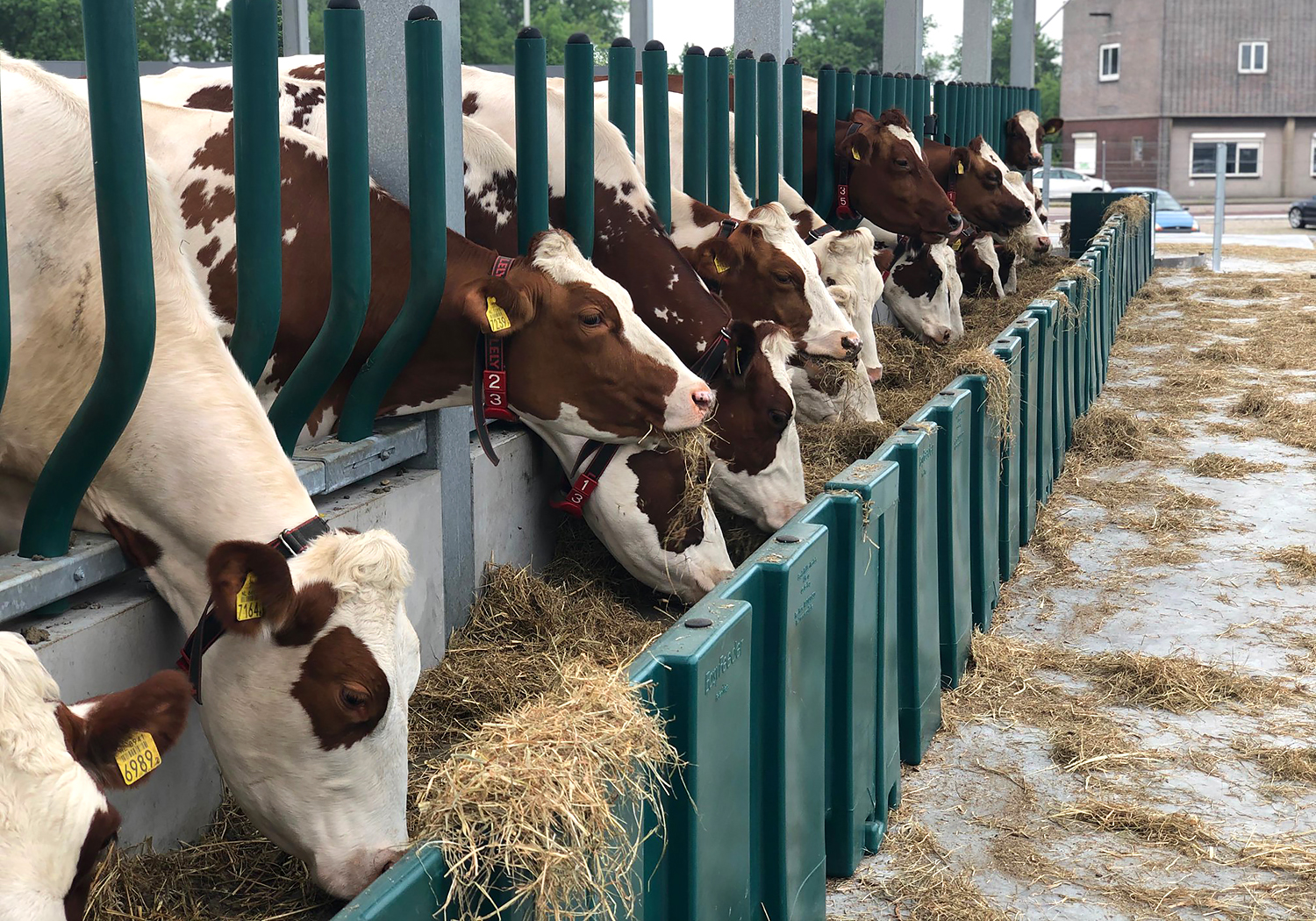 Several brown and white cows eating