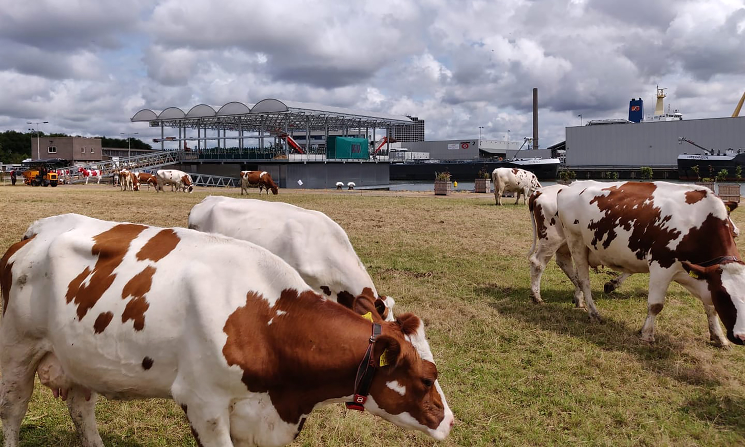 Red and white cows graze in a field