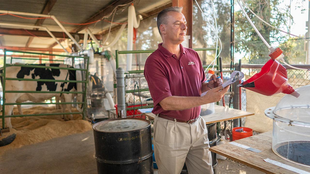 A scientist making measurements in a cattle barn