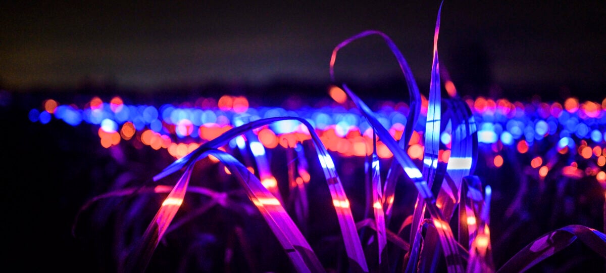 Field of grass illuminated in purple and pink lights