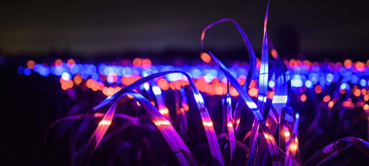 Field of grass illuminated in purple and pink lights