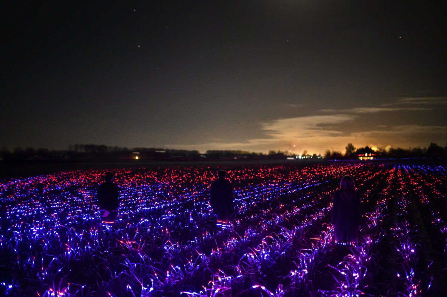 Field of plants illuminated in red, blue, and purple lights with two people in silouette and brighter lights in the distance