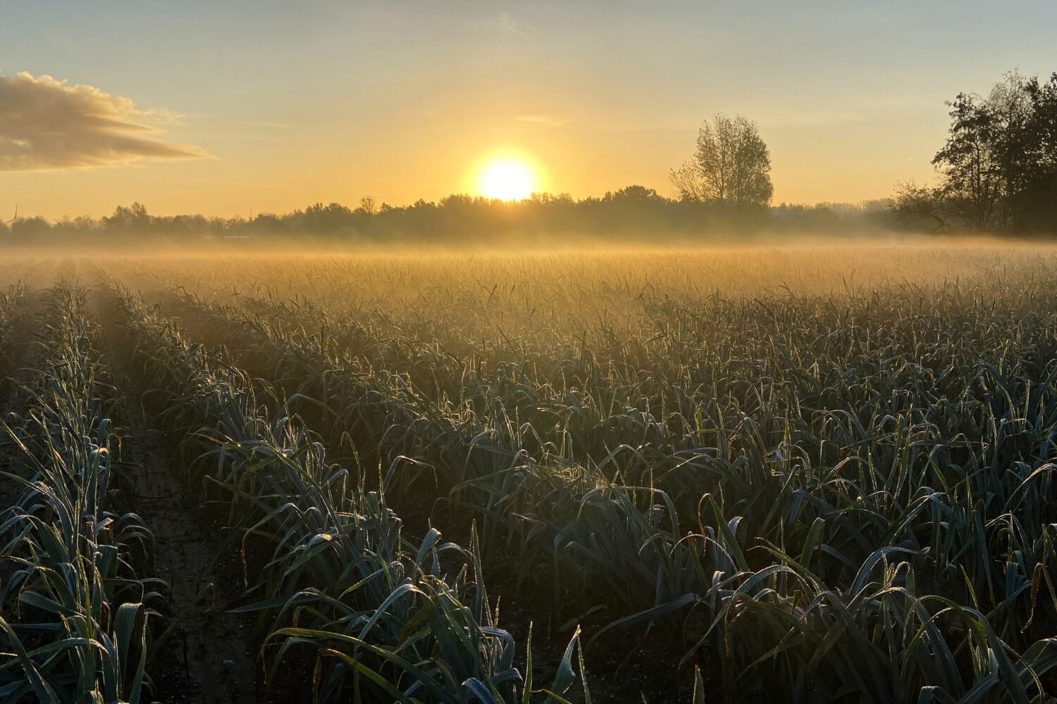 Field of crops in partial light as sun hovers half way on horizon with mist rising in far distance