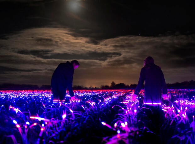 Two people at night standing amongst fields of plants illuminated in red and purple light
