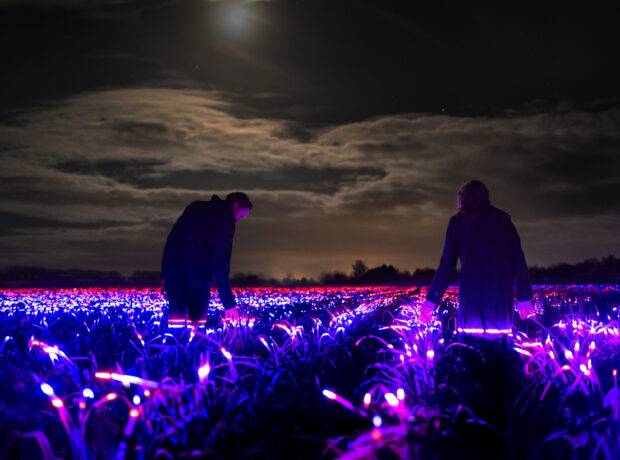 Two people at night standing amongst fields of plants illuminated in red and purple light