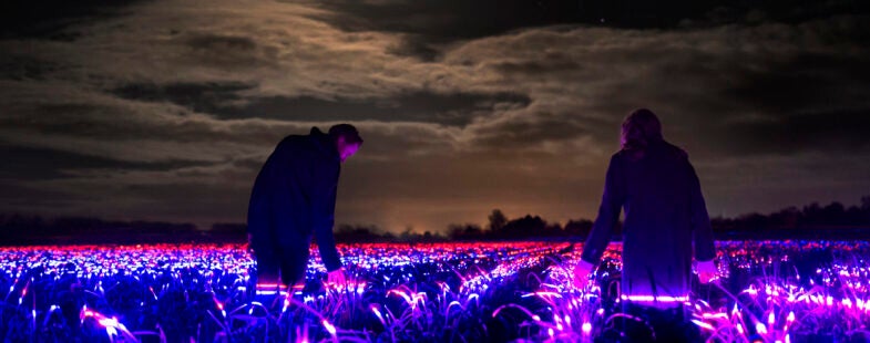 Two people at night standing amongst fields of plants illuminated in red and purple light