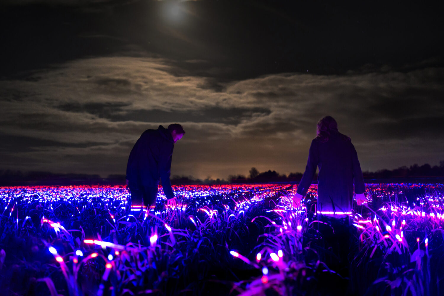 Two people at night standing amongst fields of plants illuminated in red and purple light