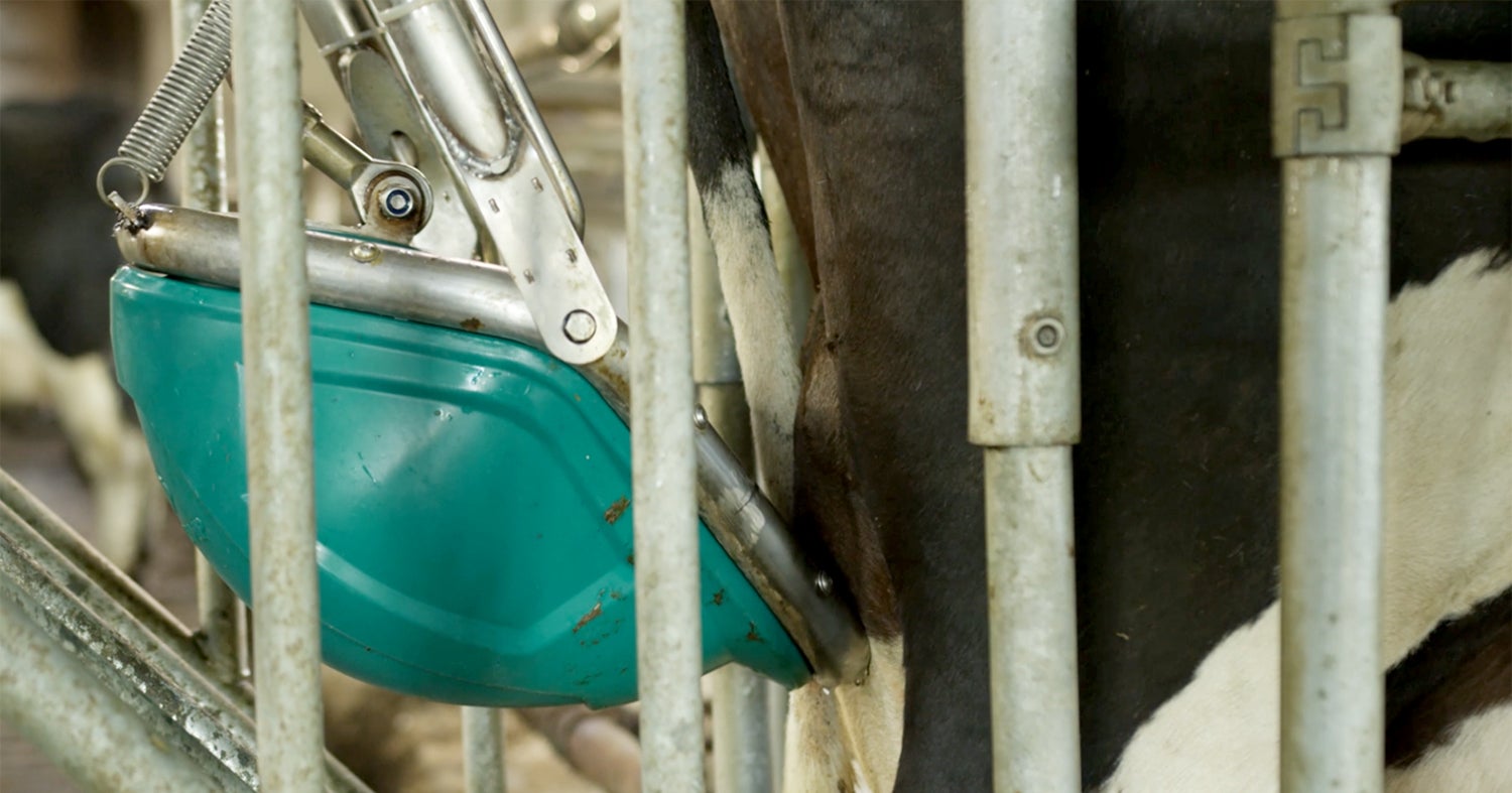 Close crop of plastic device and a cow in a barn