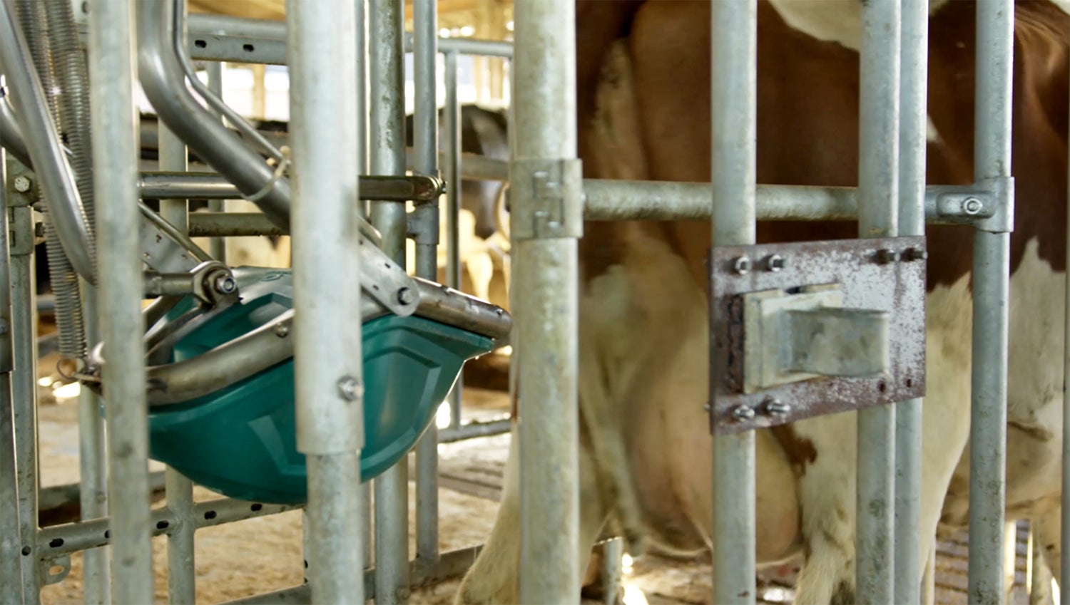 Cropped image of a cow in a barn