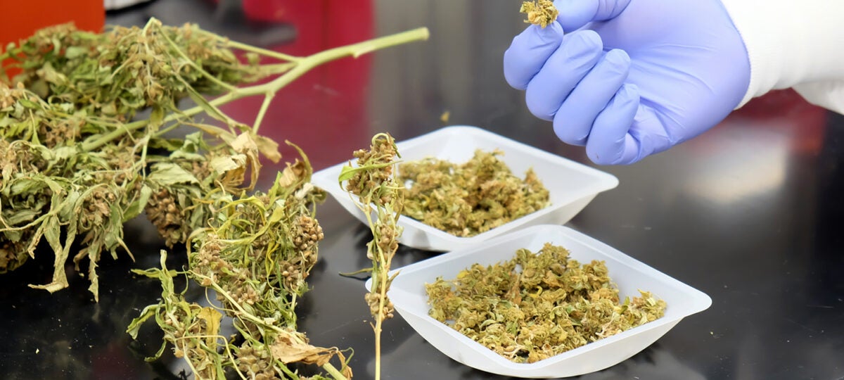 Close up view of hemp buds in a laboratory