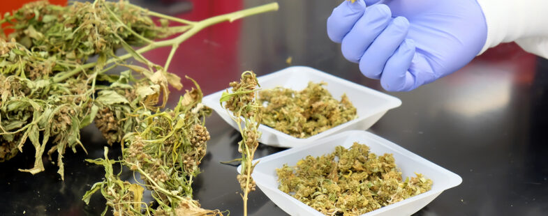 Close up view of hemp buds in a laboratory