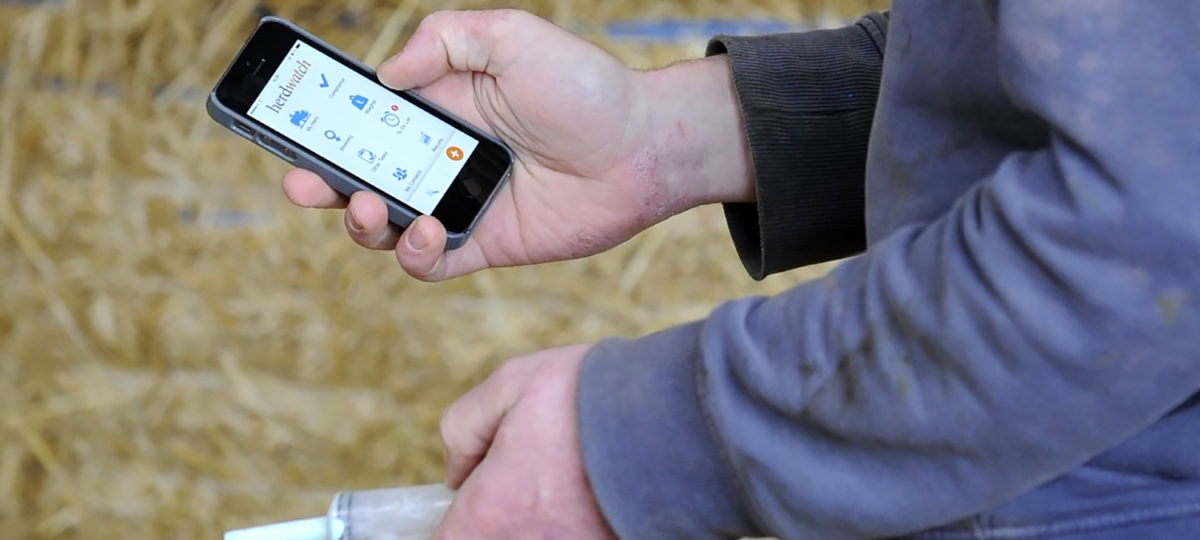 A many holds a phone and a syringe with hay in the background