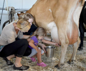 Parents help their daughter milk a cow