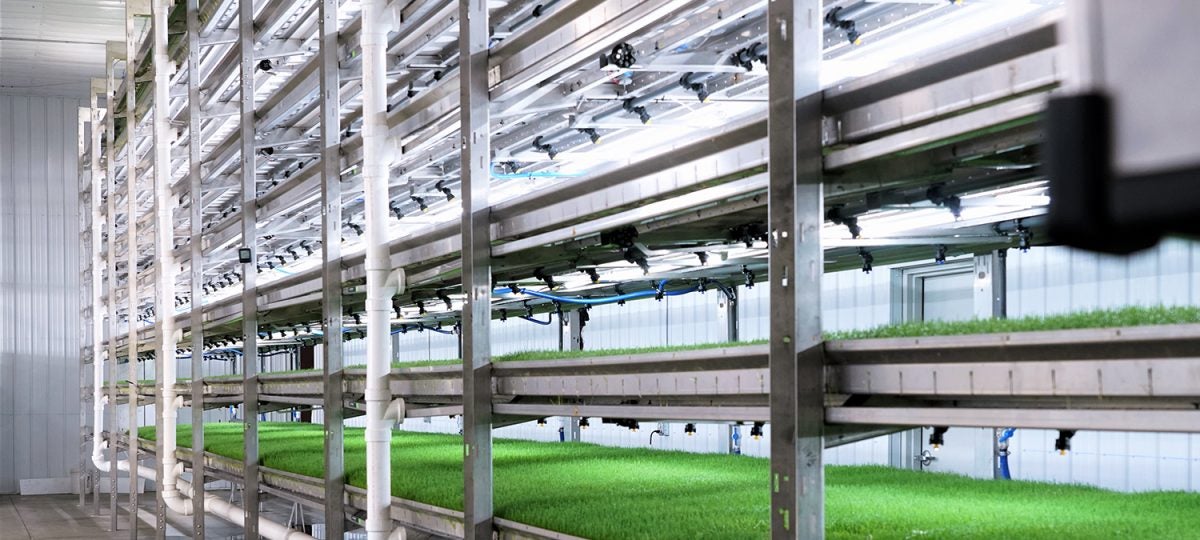 Indoor hydroponic feed system for livestock