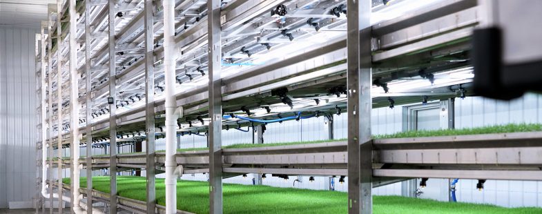 Indoor hydroponic feed system for livestock