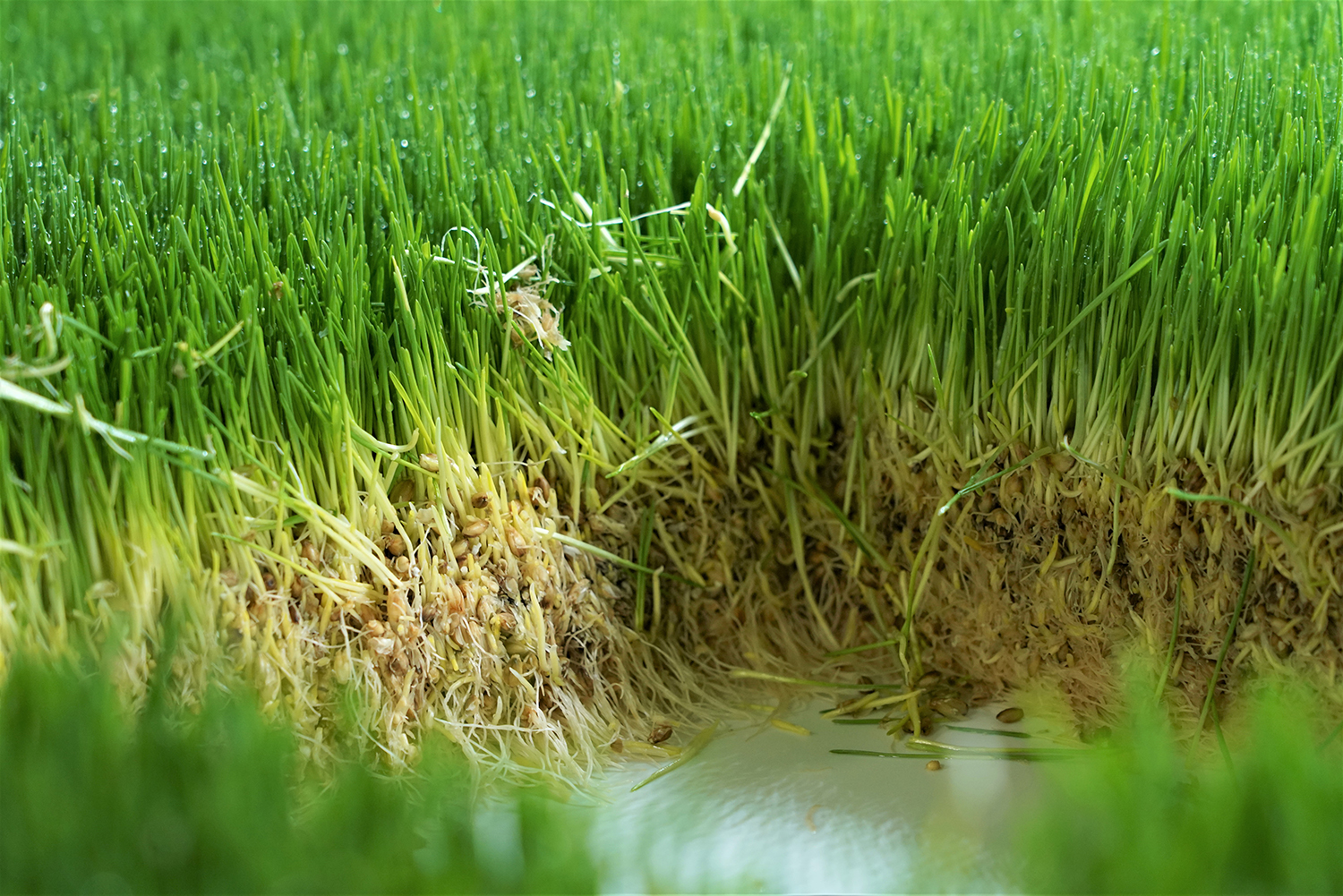 Closeup image of hydroponically-grown fodder for livestock