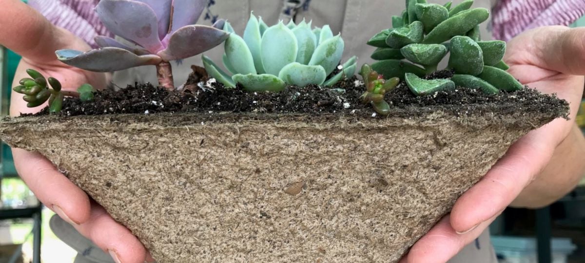 Person holds a carton full of succulents