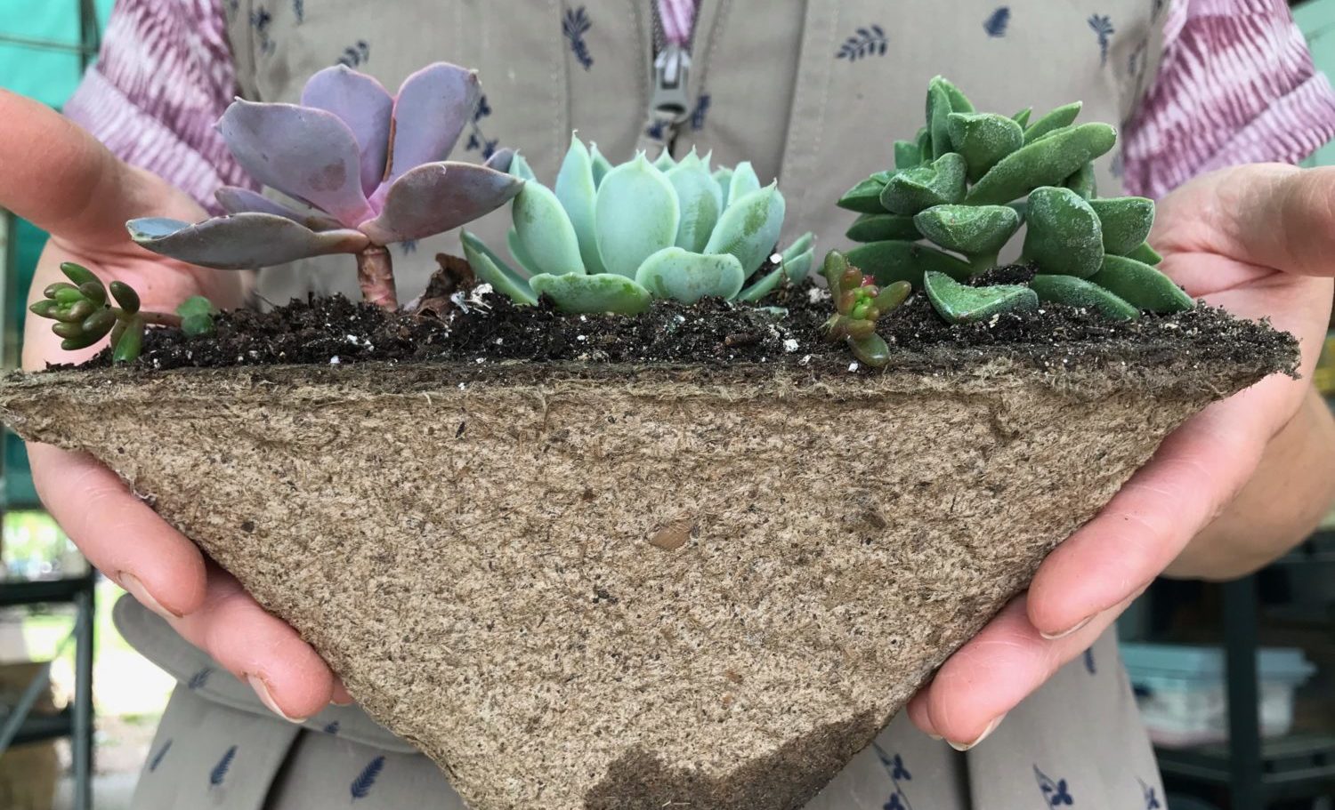 Person holds a carton full of succulents