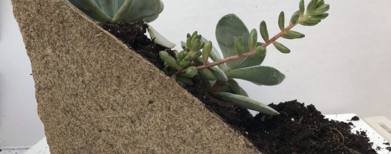 Triangular pulp material filled with soil and succulents