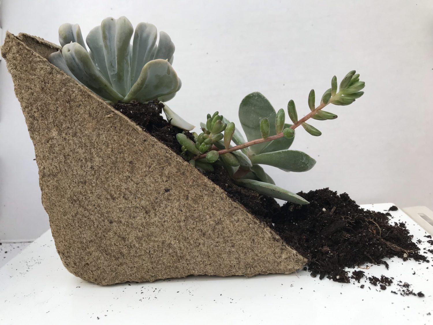 Triangular pulp material filled with soil and succulents