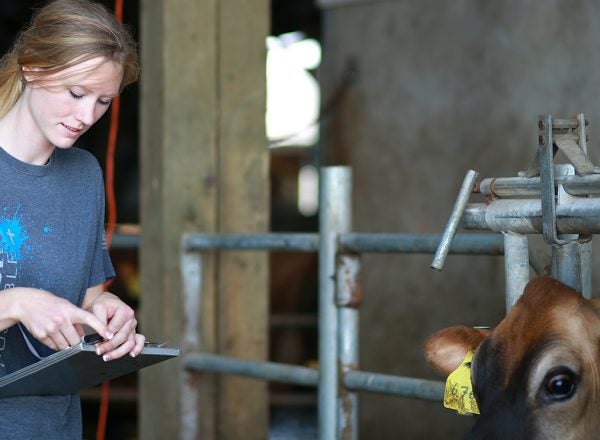 Blonde woman doing paperwork in a cow barn