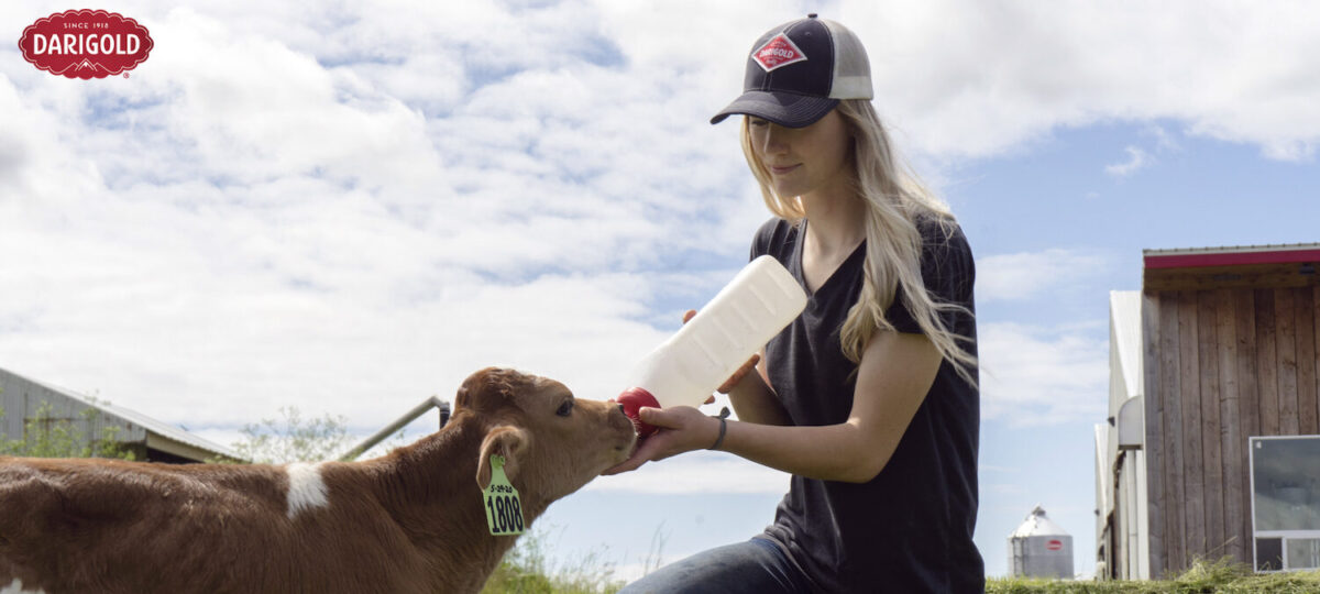 Woman wearing baseball cap feeds a calf outside on the farm