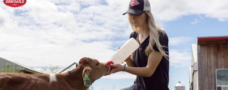 Woman wearing baseball cap feeds a calf outside on the farm