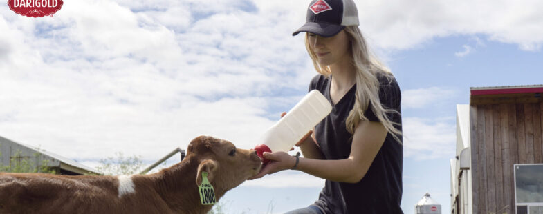 Woman wearing baseball cap feeds a calf outside on the farm