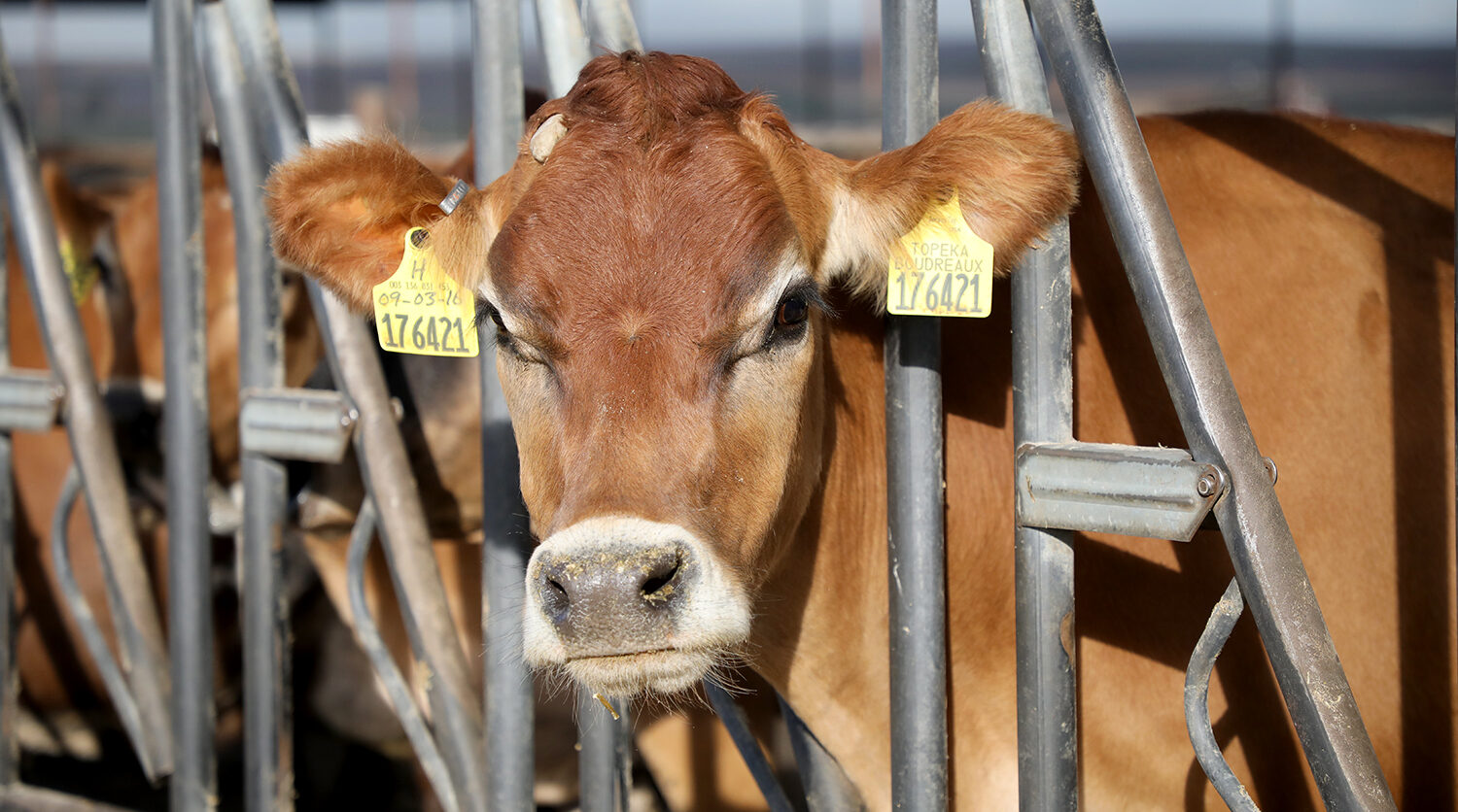 A jersey cow poses for the camera