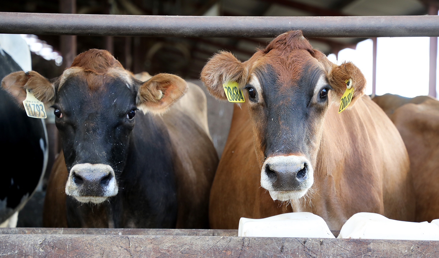 Two Jersey cows stare at the camera