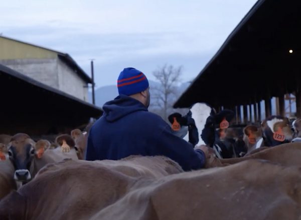 A man outside with a herd of cows in winter