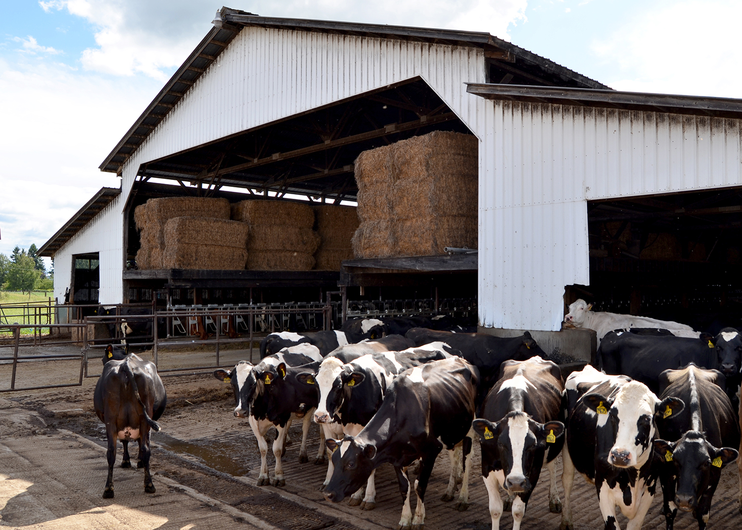 A small group of cows in front of a white barn