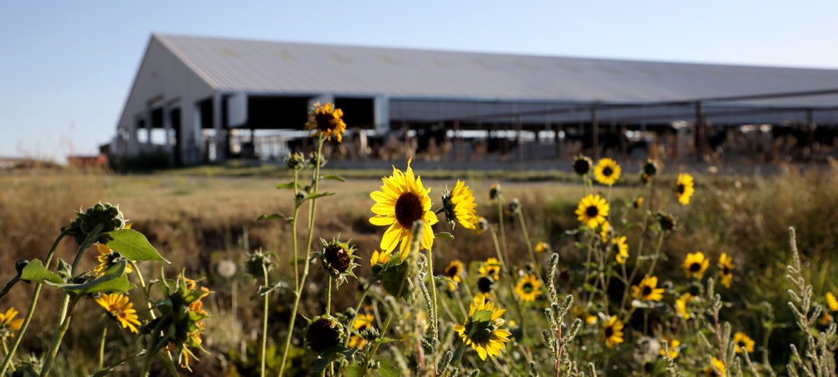 Black eyed Susans with a barn in the background