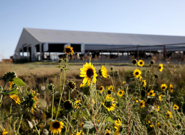 Black eyed Susans with a barn in the background