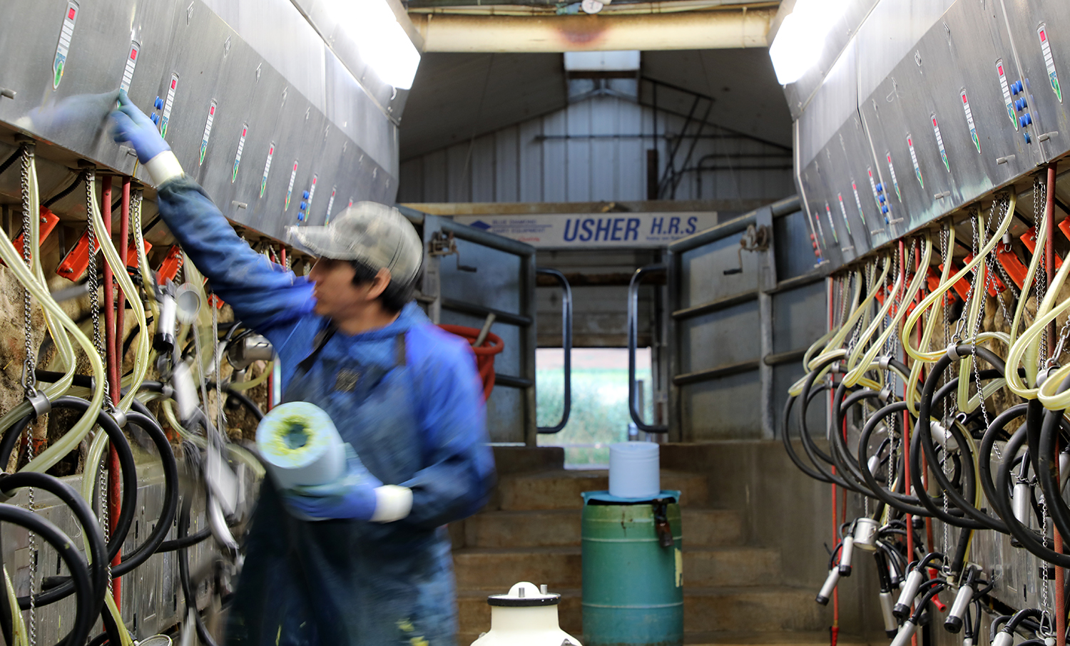 A man milking cows in a modern dairy parlor