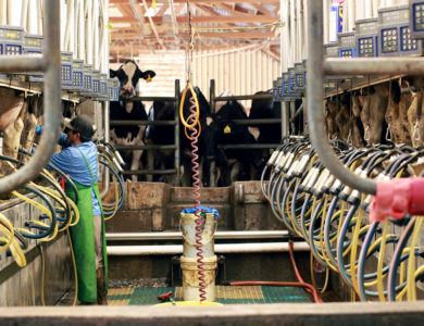 Man milks a cow in a modern milking parlor