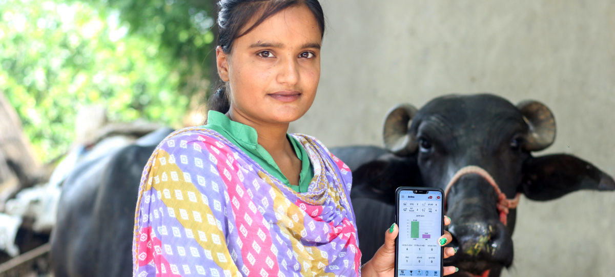 Indian dairy farmer in a sari holds a phone