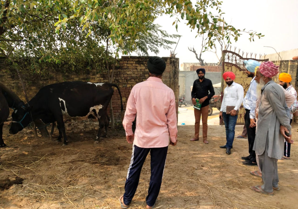 Group of Indian men stand around a cow