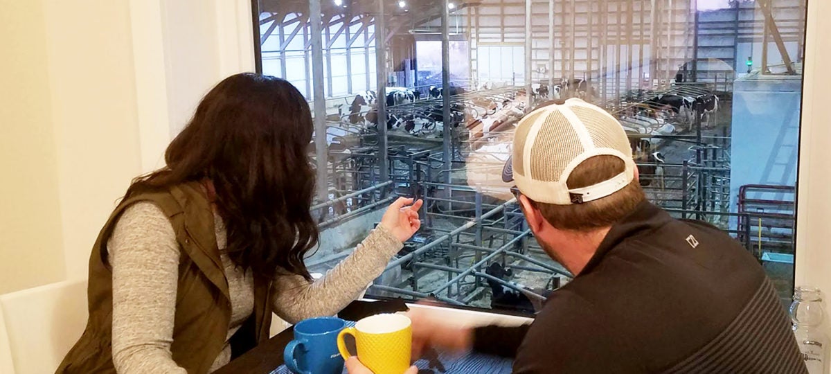 Man and woman drink coffee and watch cows