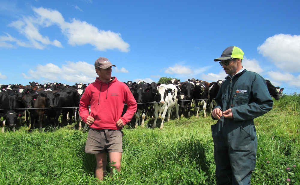 Two men stand in tall grasses in front of holstein cars