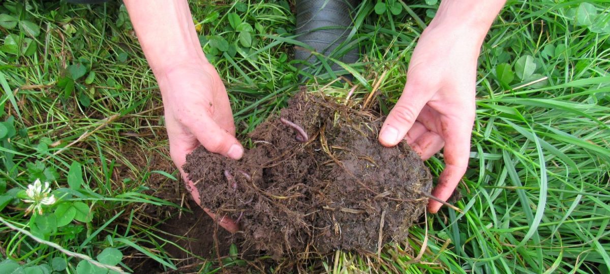 The New Zealand dairies building carbon-sinking soil and healing watersheds 1