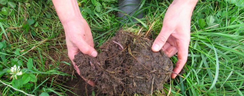 The New Zealand dairies building carbon-sinking soil and healing watersheds 1