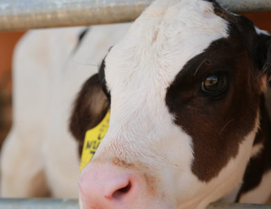 A black and white cow calf with a pink nose