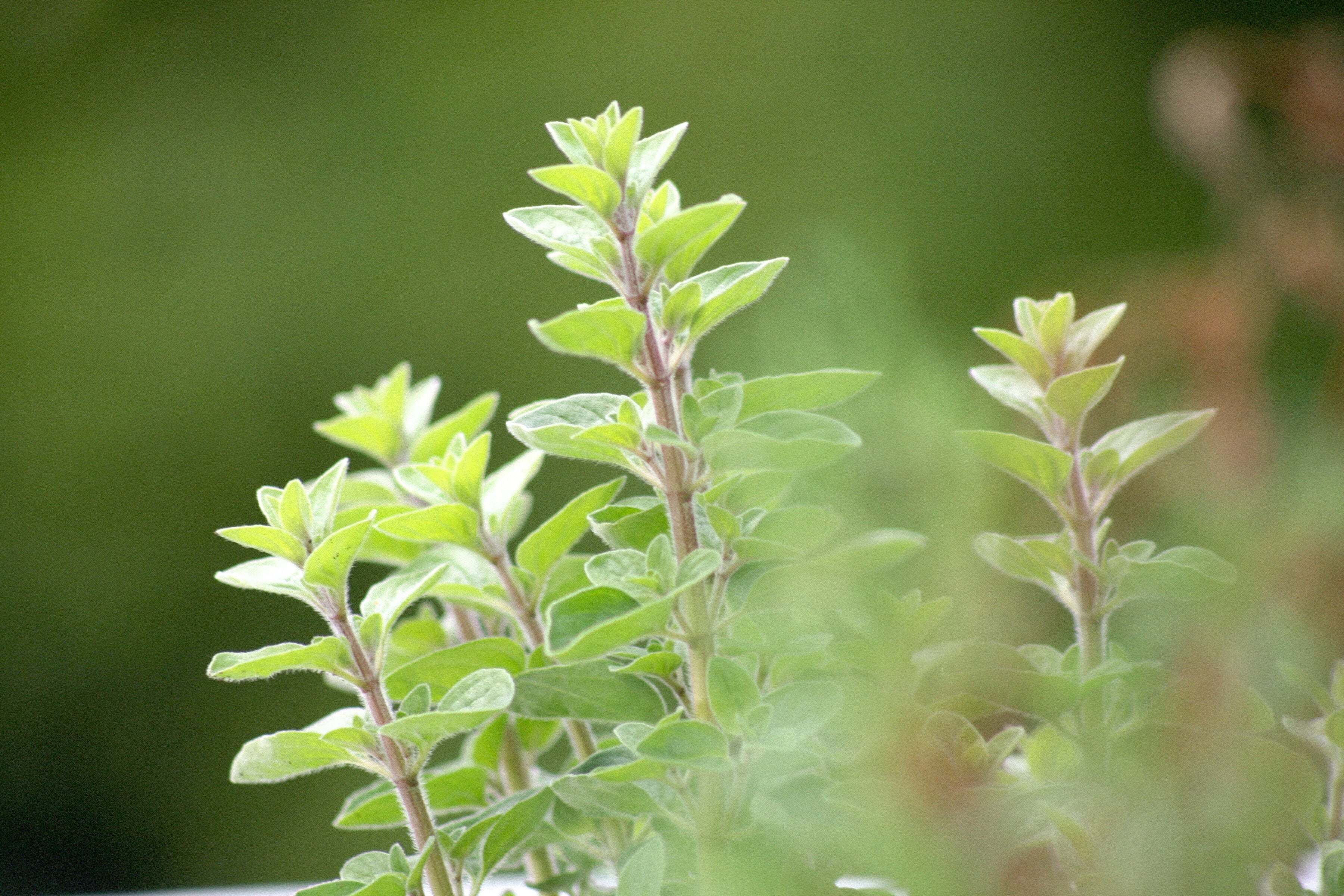 A stock image of oregano plants, slightly blurred and out of focus